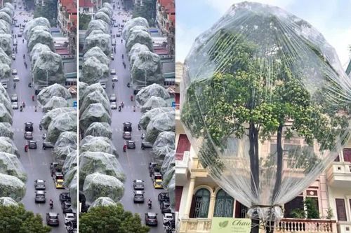 Thực hư việc hàng loạt cây hoa sữa tại Hà Nội được bọc kín nilon để ngăn mùi