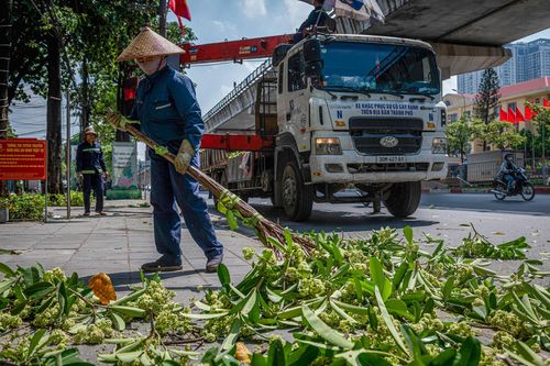 Hà Nội cắt tỉa gần 1.000 cây hoa sữa