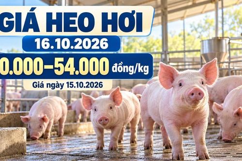 Giá heo hơi hôm nay 16.10.2026: Đà giảm có chững lại?