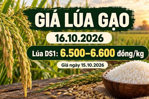 Giá lúa gạo hôm nay 16.10.2026: Sức mua vẫn là yếu tố cần theo dõi