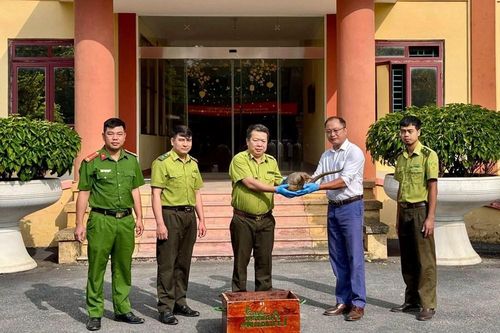 Điện Biên: Bàn giao cá thể tê tê Java quý hiếm cho Vườn quốc gia Cúc Phương