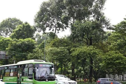 Thành phố Hồ Chí Minh tăng cường kiểm tra, quản lý cây xanh đô thị