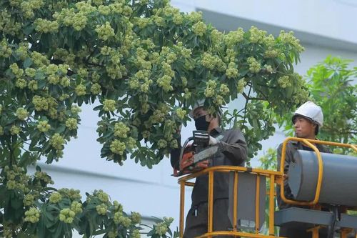Sáng nay, Hà Nội cắt tỉa hoa sữa trên nhiều tuyến đường