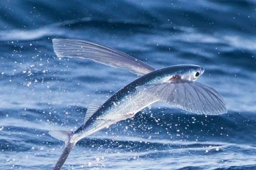 Bí mật của loài cá biết bay có thịt thơm ngon, trứng được người Nhật săn lùng