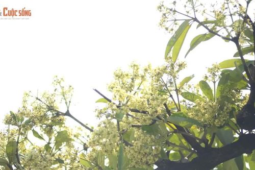 Hoa sữa phủ trắng đường TP HCM, người say hương, người 'chạy trốn'