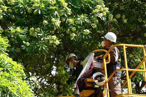 [GALLERY] Hà Nội dùng xe chuyên dụng cắt tỉa chùm hoa sữa