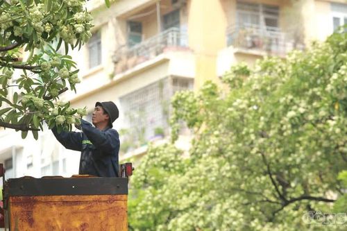 Hà Nội cắt tỉa 992 cây hoa sữa trên 13 tuyến đường