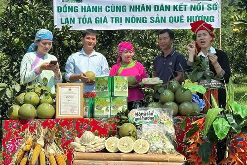 Đưa 'trường quay' ra vườn: Nông dân Lào Cai livestream chốt hàng nghìn đơn nông sản