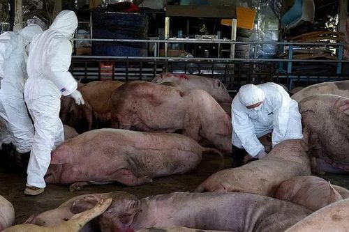 Khởi tố 2 đối tượng mua bán thịt lợn nhiễm dịch tả châu Phi làm thịt sấy, lạp sườn