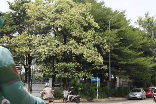 Hoa sữa nở rộ ở TPHCM, người thích thú kẻ ngán ngẩm than trời