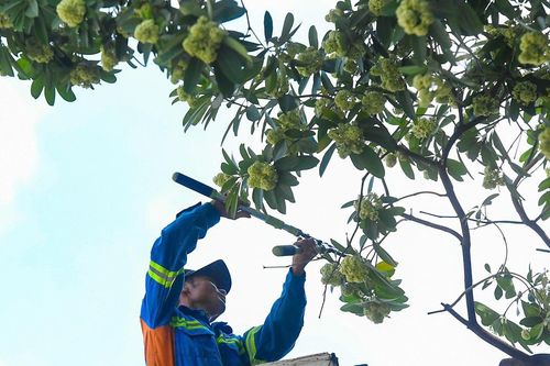 Hà Nội đang dùng xe chuyên dụng cắt tỉa hoa sữa