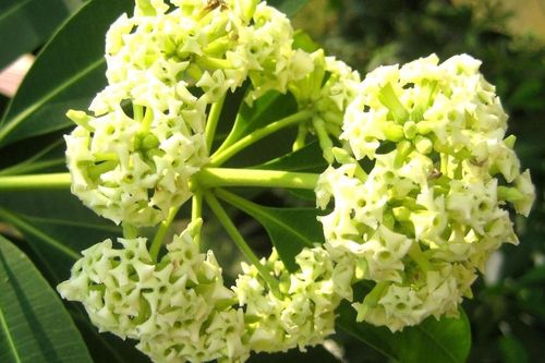 Hoa sữa gây nhức đầu, buôn nôn nhưng lại là vị thuốc ít người biết