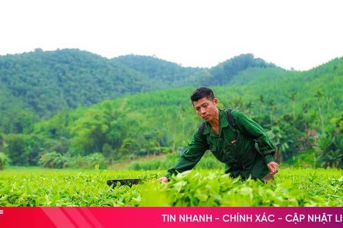 Vẻ đẹp bình yên từ những đồi chè Sơn Tây