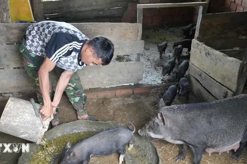Học và làm theo Bác: Đảng viên vùng khó tiên phong trong phát triển kinh tế