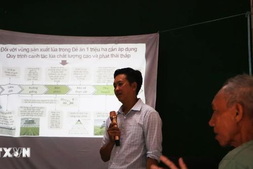 Nông dân Cần Thơ chuyển phương thức canh tác, trồng lúa phát thải thấp
