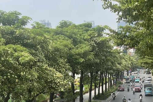 Hoa sữa bung nở khắp phố phường Hà Nội