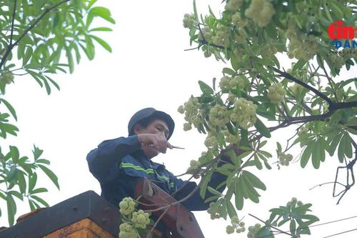Hình ảnh ngày đầu Hà Nội cắt tỉa chùm hoa sữa trên các tuyến phố