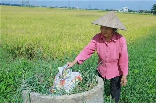 Lan tỏa mô hình 'Cánh đồng không vỏ thuốc bảo vệ thực vật'