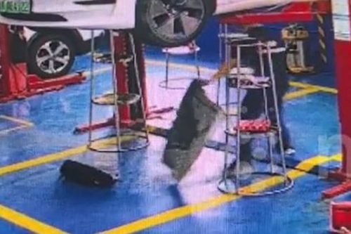 Mùi hôi bốc ra từ ô tô, thợ sửa xe tay chân run rẩy khi thấy cảnh đáng sợ