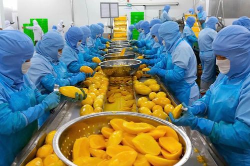 Antesco dự kiến thu 200 tỷ đồng từ cổ đông để 'xoay nguồn' trả nợ