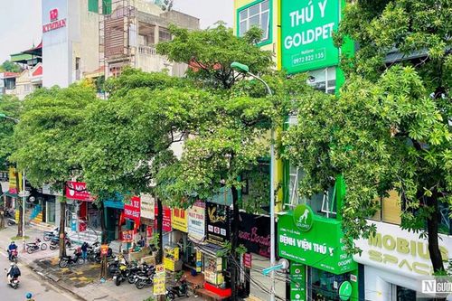 Hà Nội cắt tỉa đồng loạt 992 cây hoa sữa trên 13 tuyến phố