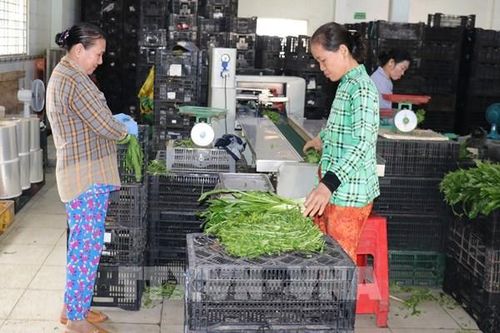 Khi nông dân Đồng Tháp làm nông nghiệp số: Đưa nông sản vươn xa