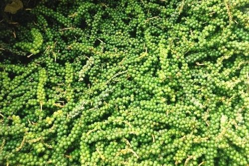 Giá nông sản hôm nay (16/10): Giá cà phê và hồ tiêu đồng loạt tăng