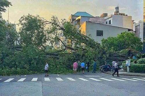 Cây xanh bật gốc ở TP.HCM: Kiểm tra thế nào để ngăn rủi ro?