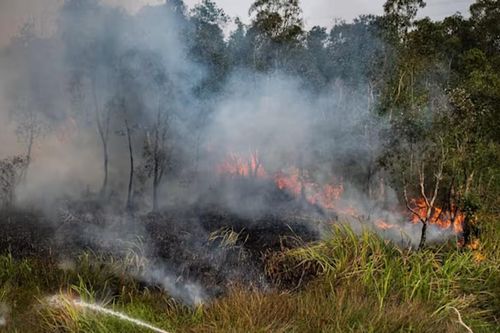 Indonesia đồng ý nhận viện trợ để đối phó cháy rừng