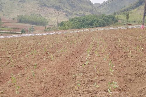 Cà gai leo Tủa Chùa: Từ cây trồng mới đến giải thưởng Mai An Tiêm