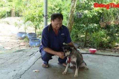 Tiêm phòng dại cho chó, mèo: Không chờ có dịch