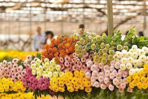 Hoa cúc Việt thu gần 800 tỷ đồng từ thị trường Nhật Bản