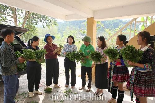 Cấp 50 nghìn cây giống đương quy và phân bón cho nông dân phường Tân Phong