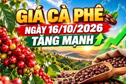 Giá cà phê hôm nay 16/10: Arabica tăng gần 2%, Tây Nguyên khởi sắc