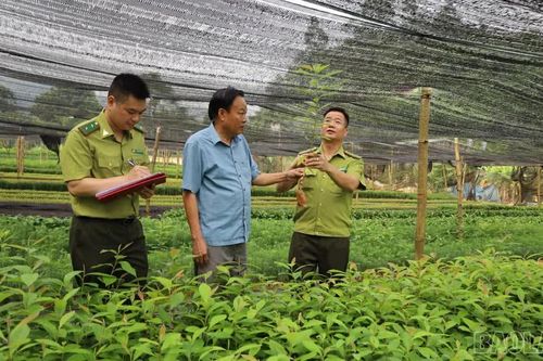 Bảo Thắng chủ động nguồn cây giống phục vụ trồng rừng