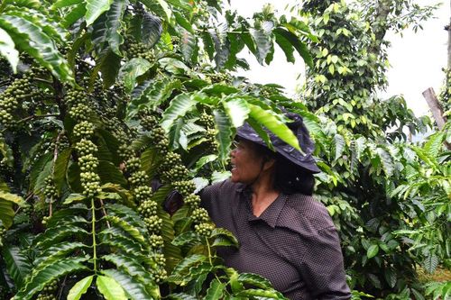 Xúc tiến thương mại nông sản chủ lực dịp cuối năm