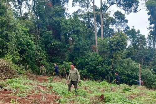 Phá rừng gia tăng, siết trách nhiệm chủ rừng