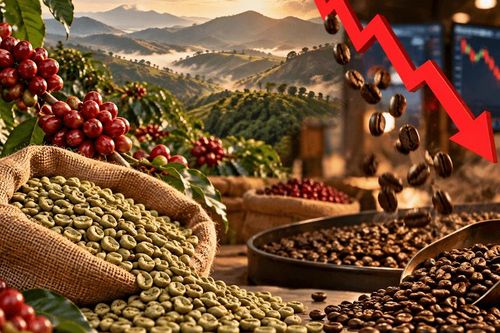 Giá cà phê hôm nay 16/10/2026: Tây Nguyên giảm 1.500 đồng/kg, cà phê rang xay cũng hạ giá