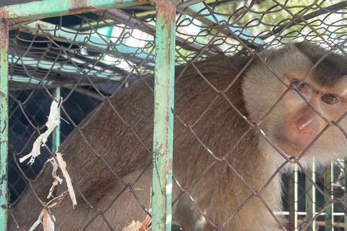 Tiếp nhận và thả 1 cá thể khỉ đuôi lợn về tự nhiên tại Tiến Thành