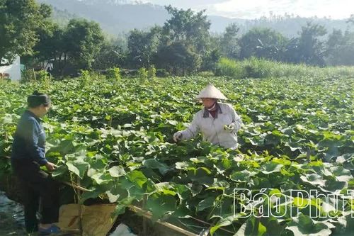 Tam Dương Bắc chung sức xây dựng nông thôn mới