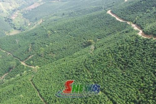Hương cà phê gọi bốn phương