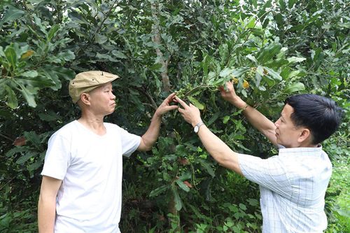 Thúc đẩy liên kết sản xuất ở Hùng An