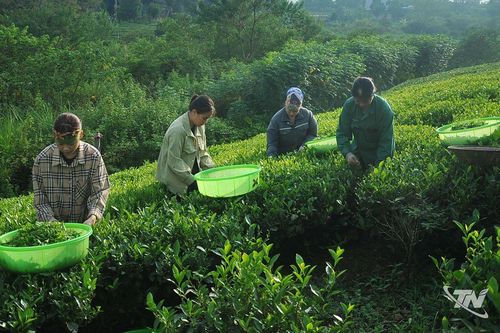Liên kết chuỗi giá trị, lấy hiệu quả làm thước đo