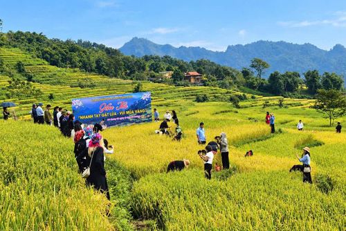 Rực rỡ sắc vàng giữa vùng sơn cước Tuyên Quang