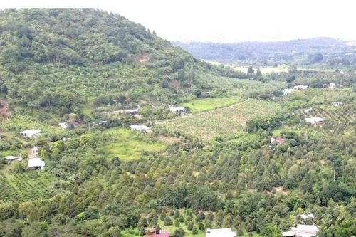 Đồng Nai chốt đơn giá bồi thường cây trồng khi thu hồi đất, mức tính như thế nào?
