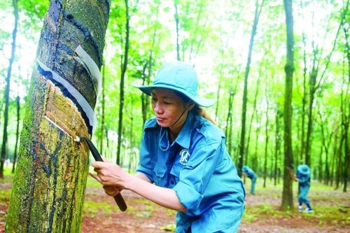 Cao su Việt đang có lợi thế về giá
