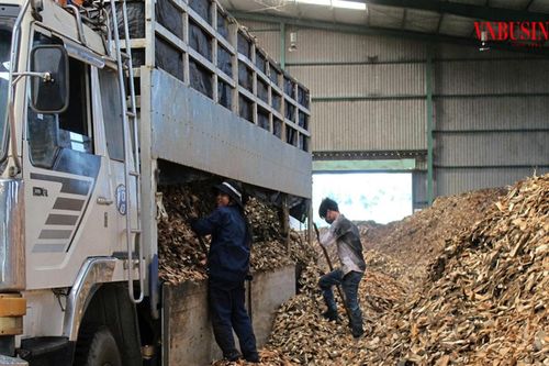 Ngành sắn trước sức ép kép: Xuất khẩu giảm, giá nguyên liệu tăng
