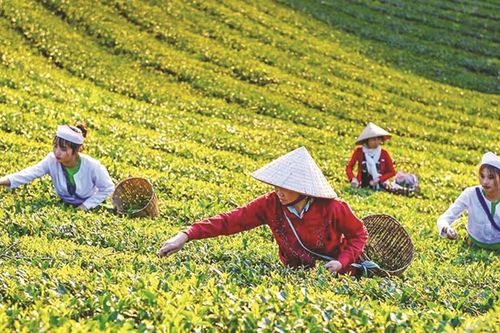 Đưa sinh kế vào trung tâm giảm nghèo vùng dân tộc thiểu số