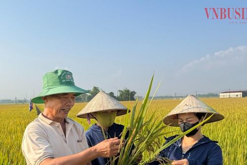 Ninh Bình: Canh tác lúa tiết kiệm 9,3 triệu đồng/ha, bài toán nhân rộng đặt lên vai HTX