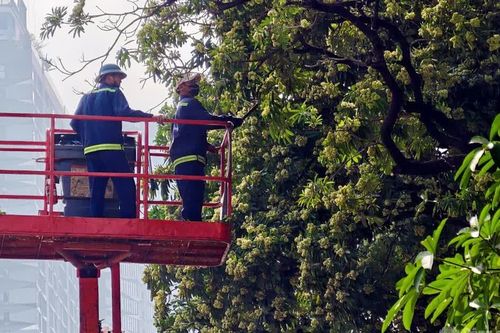 Hà Nội cắt tỉa hoa sữa, giảm mùi nồng gây khó chịu